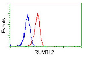 RUVBL2 Antibody in Flow Cytometry (Flow)