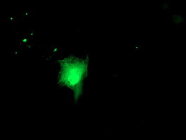 RUVBL2 Antibody in Immunocytochemistry (ICC/IF)