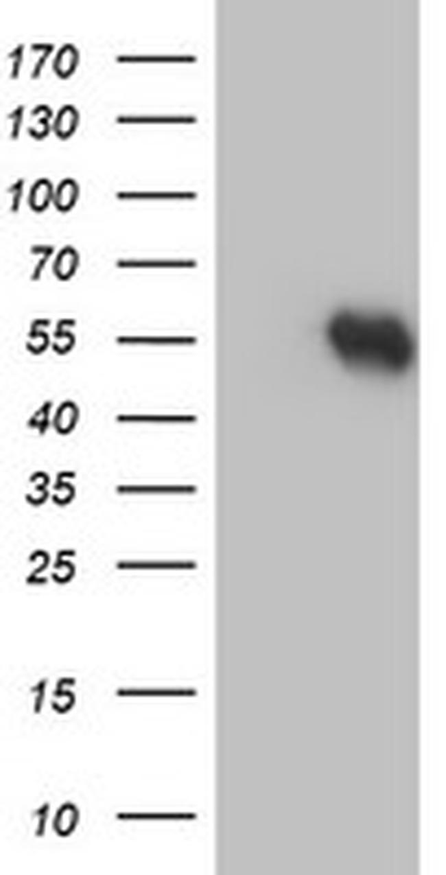 RUVBL2 Antibody in Western Blot (WB)