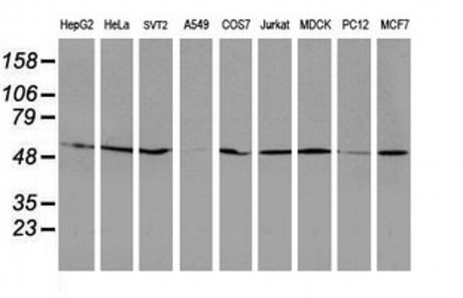 RUVBL2 Antibody in Western Blot (WB)