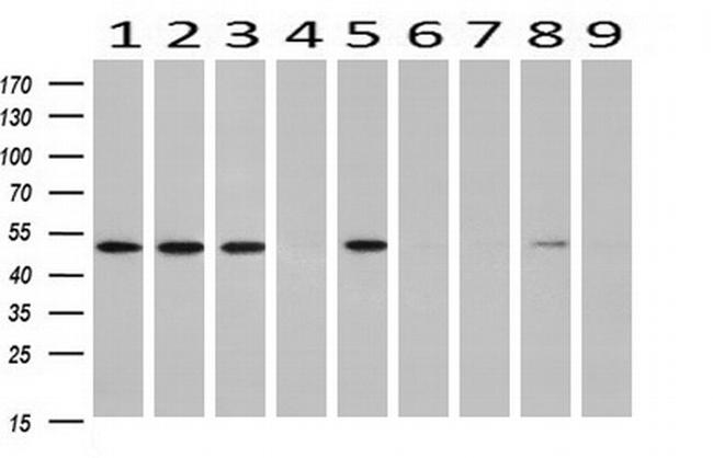 RUVBL2 Antibody in Western Blot (WB)