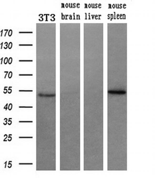 RUVBL2 Antibody in Western Blot (WB)