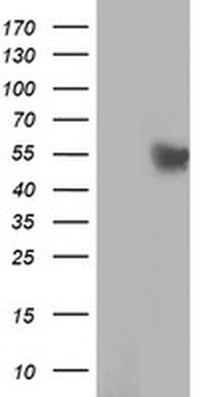 RUVBL2 Antibody in Western Blot (WB)