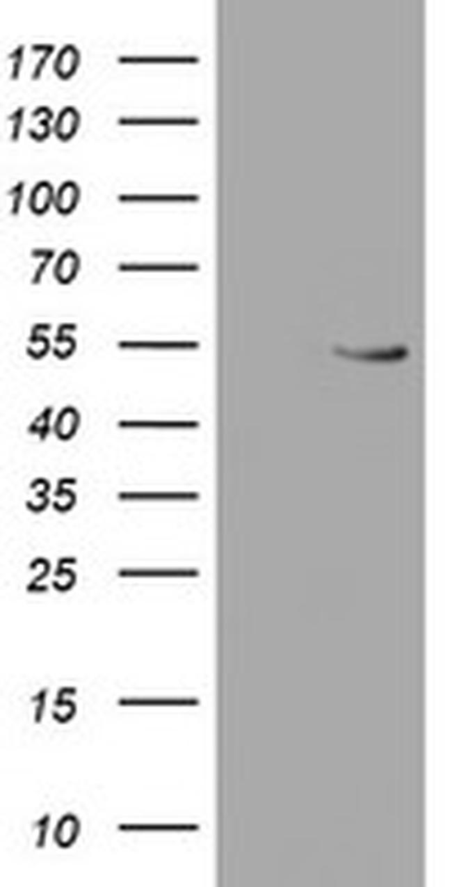 RUVBL2 Antibody in Western Blot (WB)