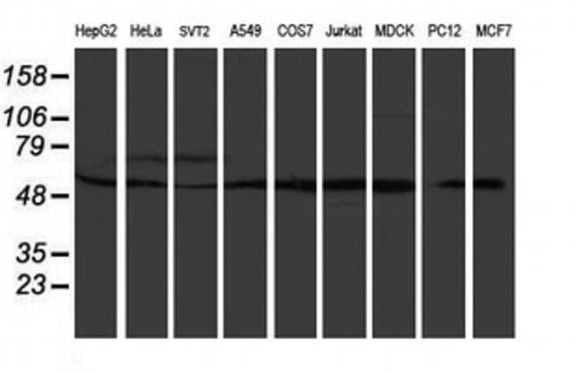 RUVBL2 Antibody in Western Blot (WB)