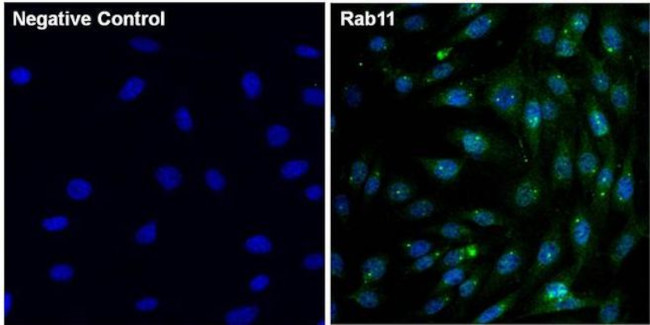 RAB11A Antibody in Immunocytochemistry (ICC/IF)