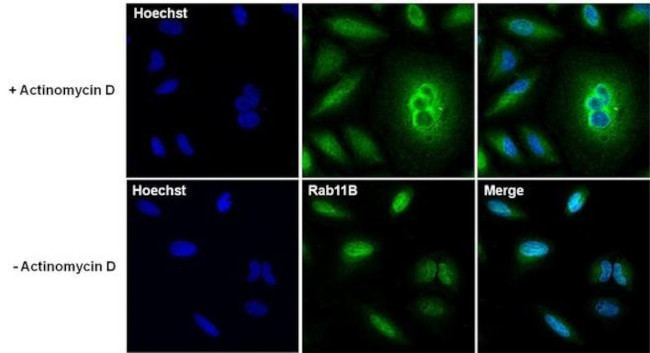 RAB11B Antibody in Immunocytochemistry (ICC/IF)