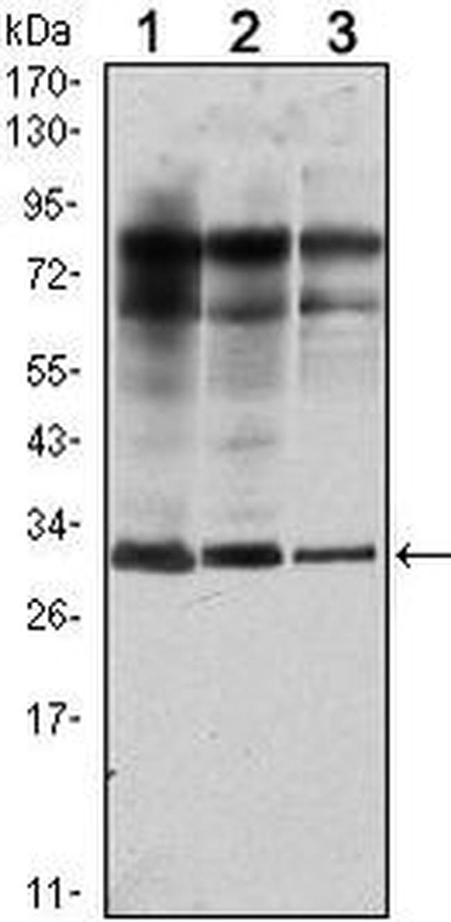 RAB25 Antibody in Western Blot (WB)