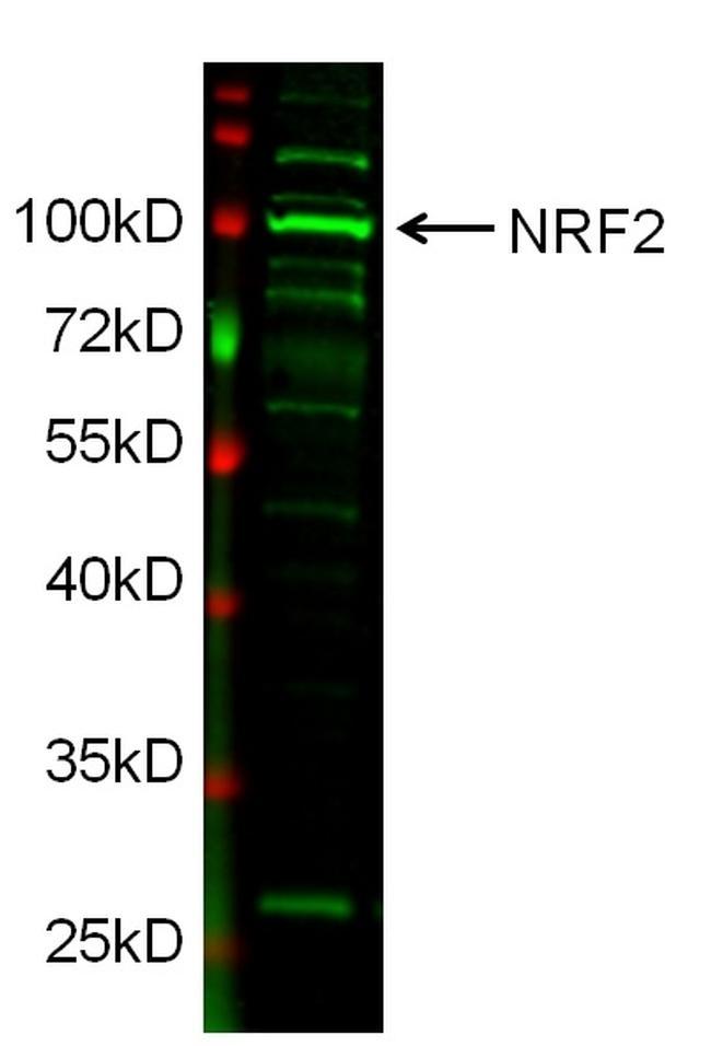 Rabbit IgG (H+L) Secondary Antibody in Western Blot (WB)