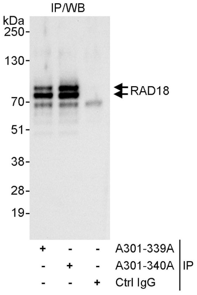 Rad18 Antibody in Immunoprecipitation (IP)