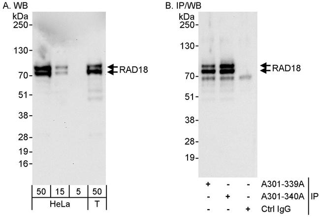 Rad18 Antibody in Western Blot (WB)