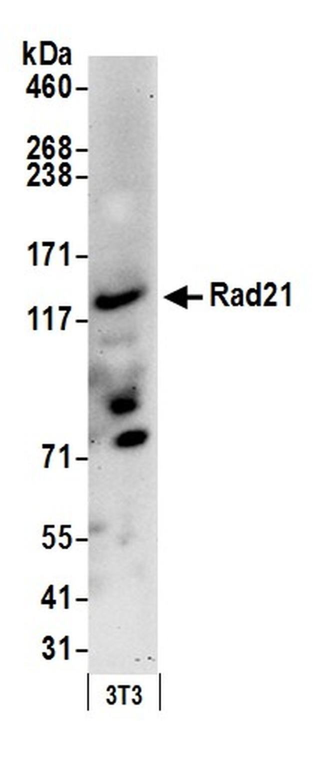 Rad21 Antibody in Western Blot (WB)