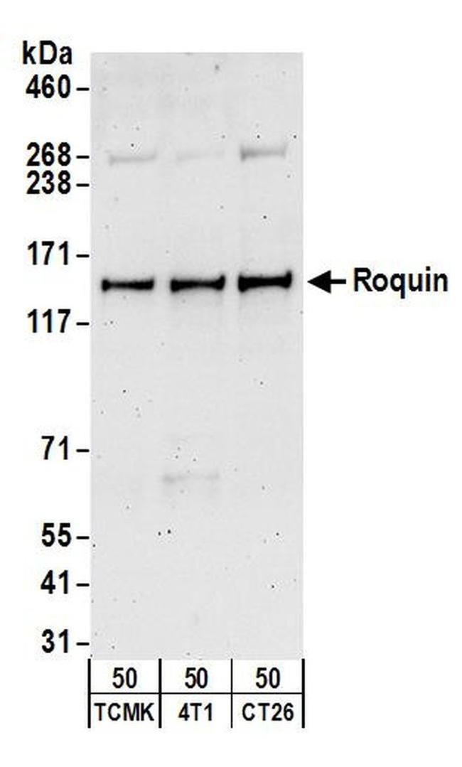 Roquin Antibody in Western Blot (WB)