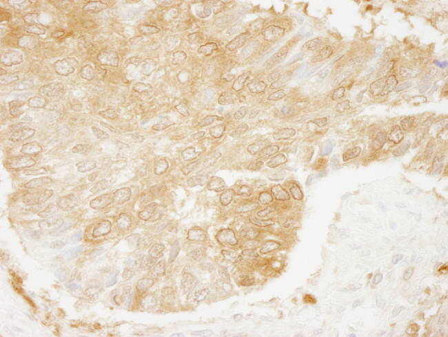 RanBP1 Antibody in Immunohistochemistry (IHC)