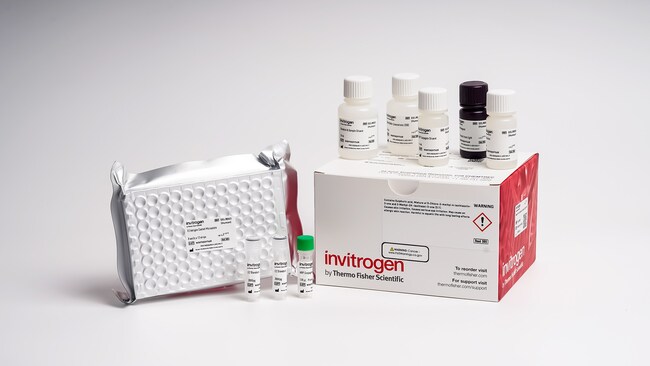 Rat Testosterone Rapid ELISA Kit (EELR017)