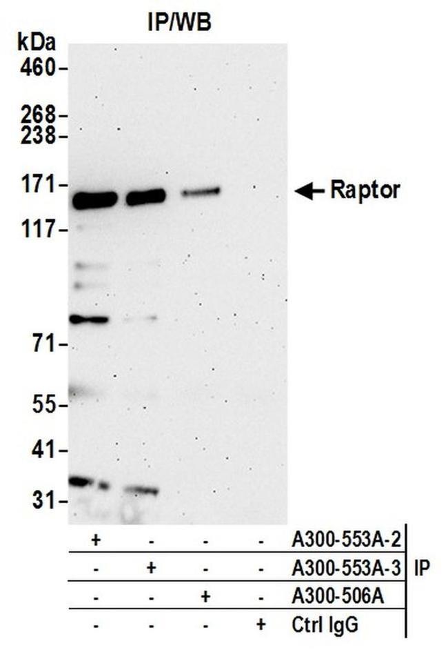 Raptor Antibody in Western Blot (WB)