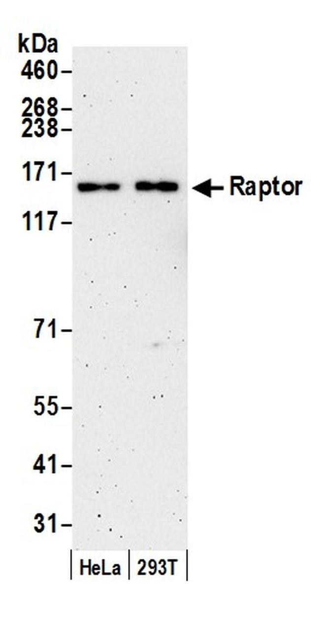 Raptor Antibody in Western Blot (WB)