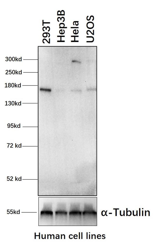 Raptor Antibody in Western Blot (WB)