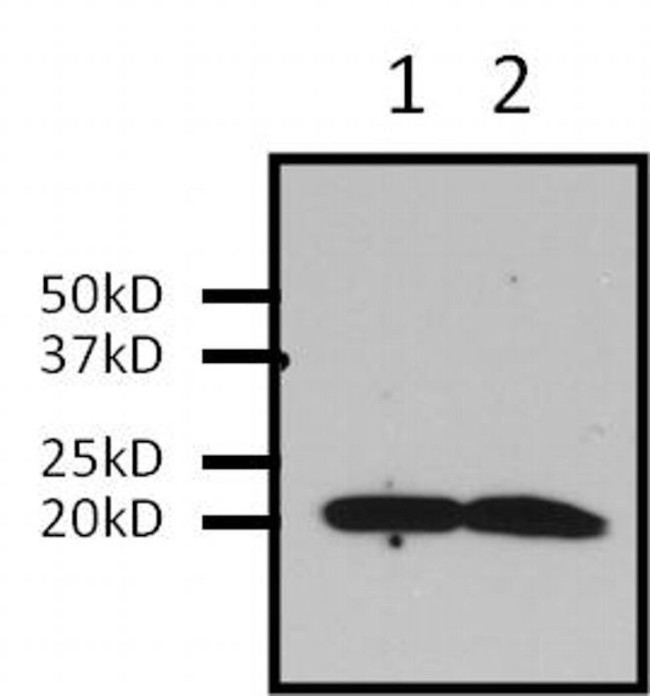 Pan Ras Antibody in Immunoprecipitation (IP)