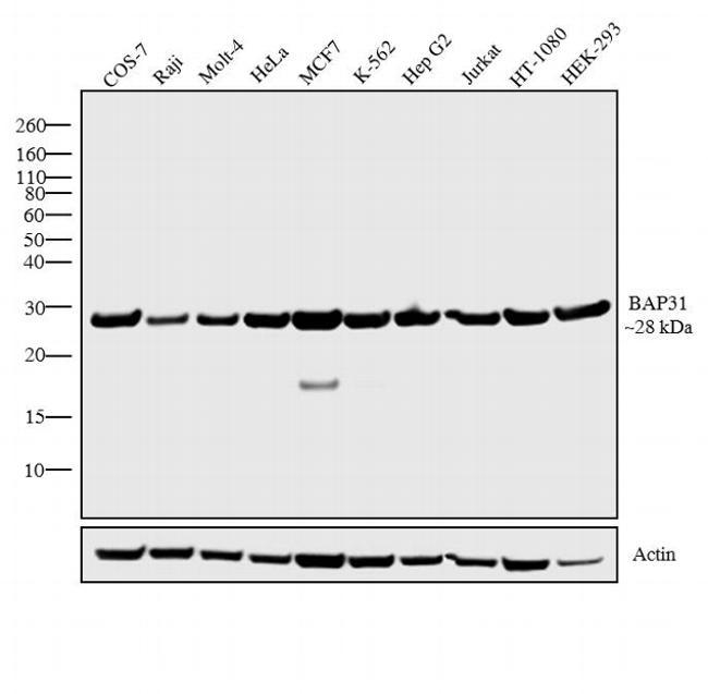 Rat IgG2a Secondary Antibody in Western Blot (WB)