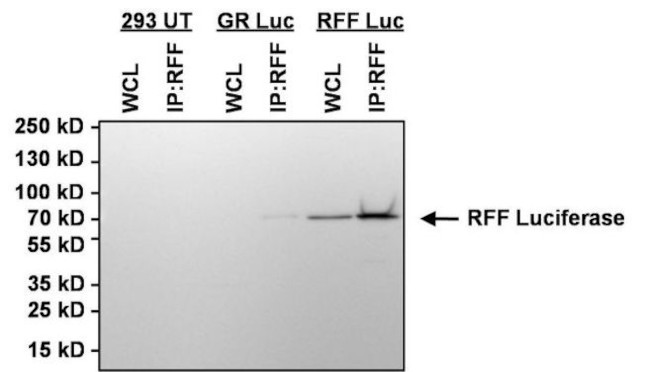 Red Firefly Luciferase Antibody in Immunoprecipitation (IP)