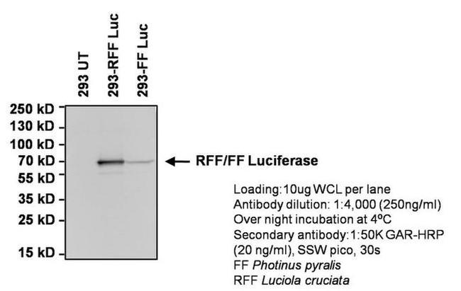Red Firefly Luciferase Antibody in Western Blot (WB)
