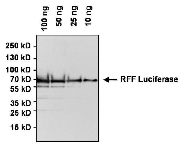 Red Firefly Luciferase Antibody in Western Blot (WB)