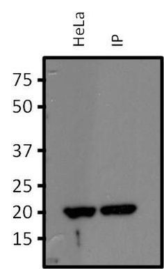 RhoA/RhoB/RhoC Antibody in Immunoprecipitation (IP)