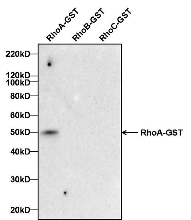 RhoA Antibody in Western Blot (WB)