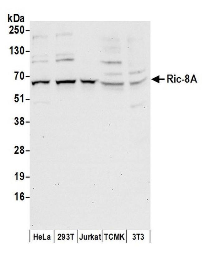 Ric-8A Antibody in Western Blot (WB)