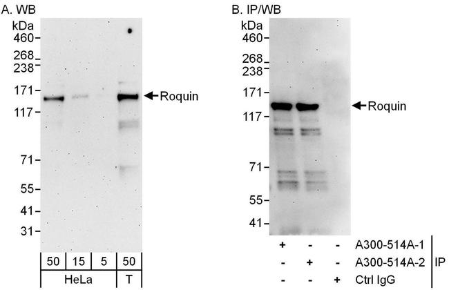 Roquin Antibody in Western Blot (WB)