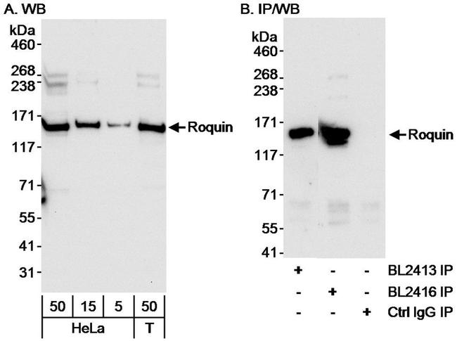 Roquin Antibody in Western Blot (WB)