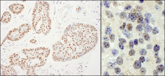 Rtf1 Antibody in Immunohistochemistry (IHC)