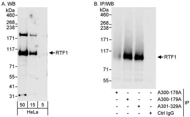 Rtf1 Antibody in Western Blot (WB)