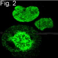 S-peptide Epitope Tag Antibody in Immunocytochemistry (ICC/IF)