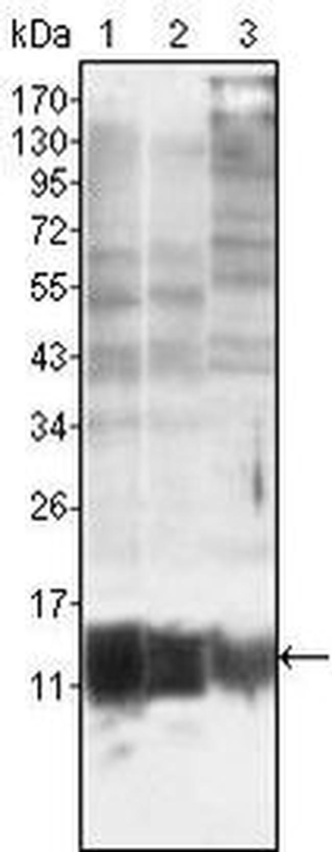 S100A10 Antibody in Western Blot (WB)