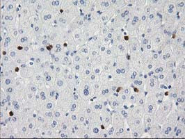 S100A12 Antibody in Immunohistochemistry (Paraffin) (IHC (P))