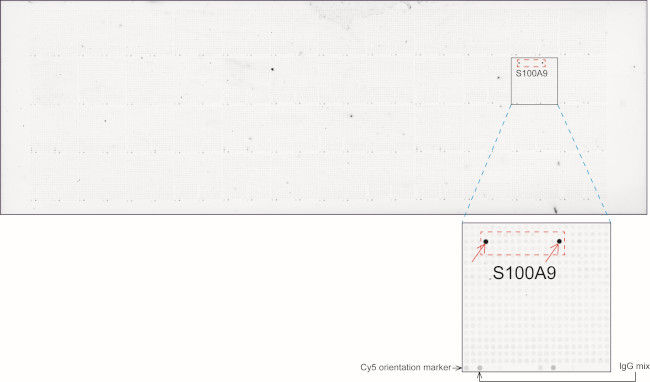 S100A9 Antibody in Peptide array (ARRAY)