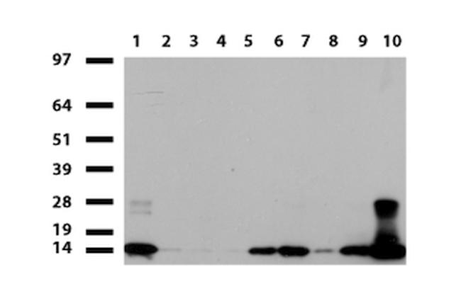 S100A9 Antibody in Western Blot (WB)