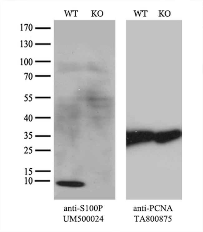 S100P Antibody in Western Blot (WB)