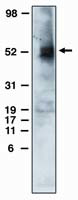 EDG6 Antibody in Western Blot (WB)