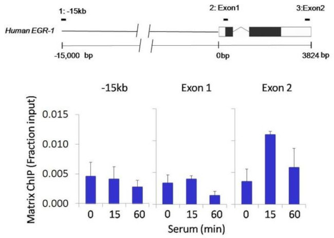 S6 Antibody in ChIP Assay (ChIP)