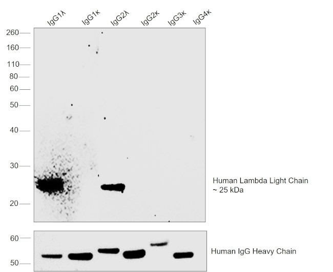 Human Lambda Light Chain Secondary Antibody