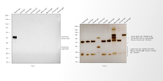 Rabbit IgG (H+L) Cross-Adsorbed Secondary Antibody in Western Blot (WB)