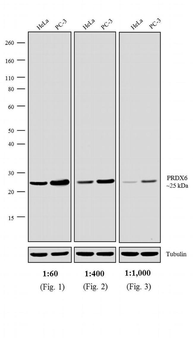 Rabbit IgG (H+L) Cross-Adsorbed Secondary Antibody in Western Blot (WB)