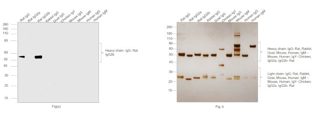 Rat IgG2b Secondary Antibody