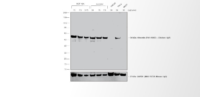 Chicken IgY (H+L) Cross-Adsorbed Secondary Antibody in Western Blot (WB)