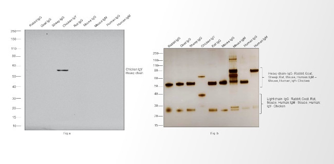 Chicken IgY (H+L) Cross-Adsorbed Secondary Antibody in Western Blot (WB)