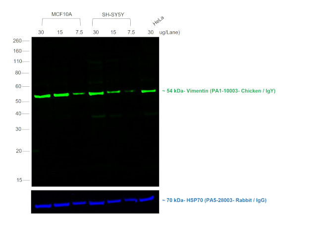 Chicken IgY (H+L) Secondary Antibody in Western Blot (WB)