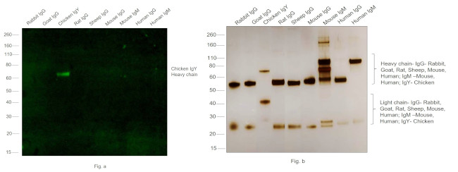 Chicken IgY (H+L) Secondary Antibody in Western Blot (WB)